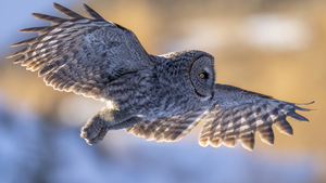 Great Grey Owl - 0688