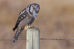 Northern Hawk Owl 0728