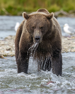 Coastal Brown Bear 8027