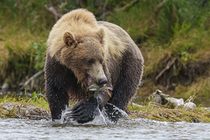 Brown Bear with Fish 0861
