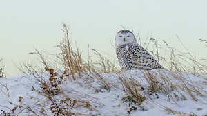 Snowy Owl 4949