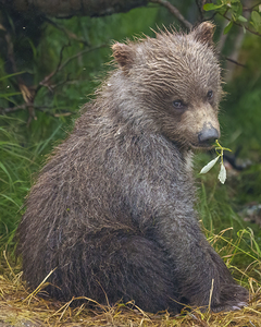 Coastal Brown Bear Cub 0215