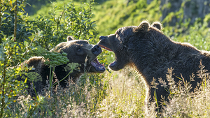 Coastal Brown Bears 4771