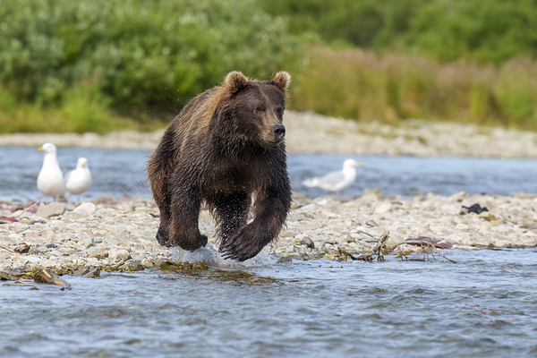 Coastal Brown Bear 7493 Print
