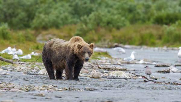 Coastal Brown Bear 5952 Print