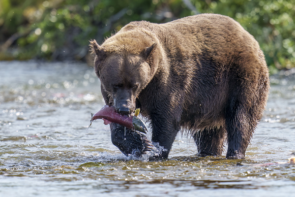 Coastal Brown Bear 5755 Print