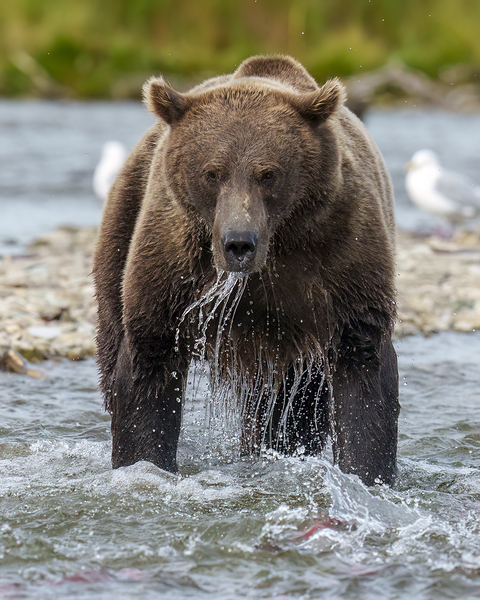 Coastal Brown Bear 8027 Print