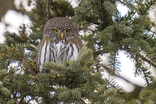 Northern Pygmy Owl 7469  Print