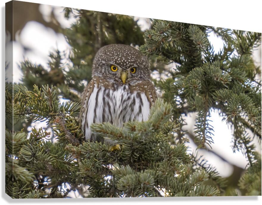 Northern Pygmy Owl 7469  Canvas Print
