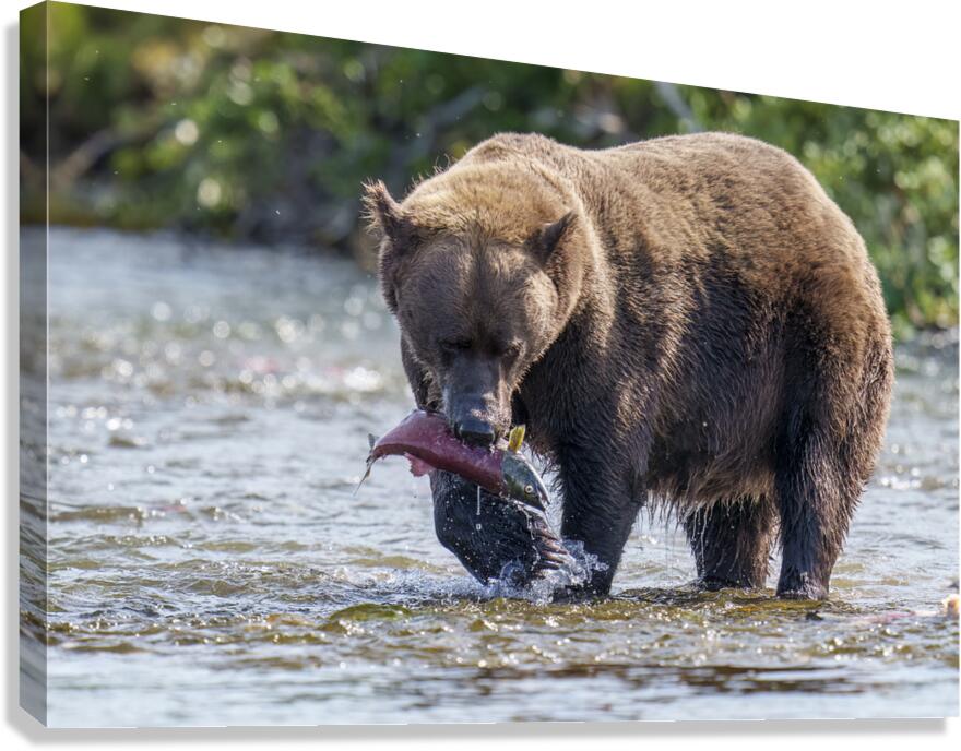 Coastal Brown Bear 5755 Canvas Print