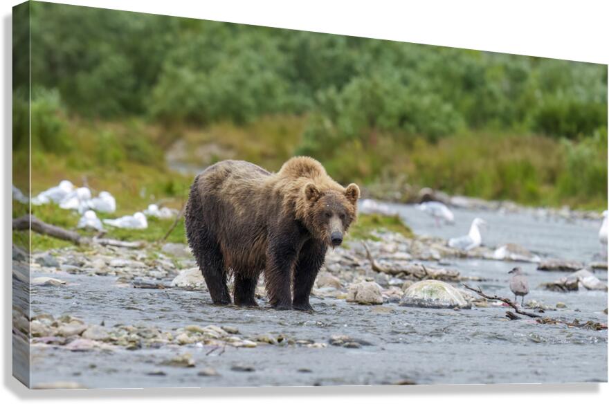 Coastal Brown Bear 5952 Canvas Print