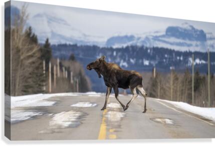 5735 - Moose Crossing Canvas Print