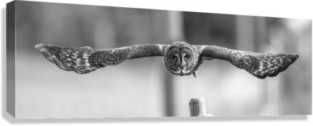 Face to Face  Canvas Print