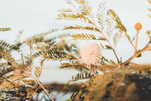 Bloom