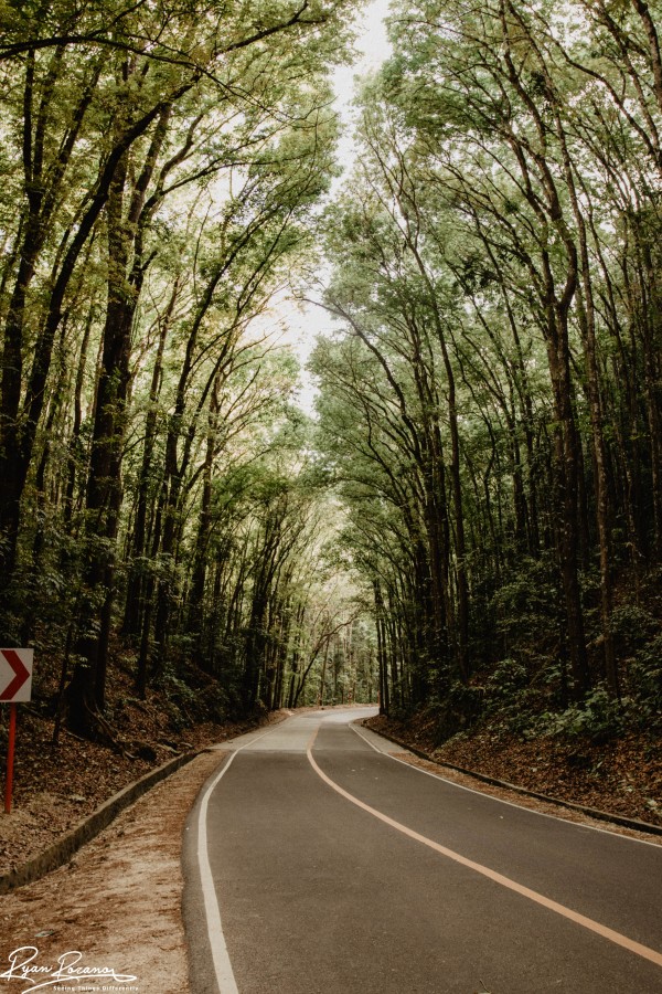 Mystical Road by Ryan Rozano