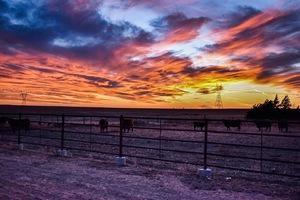 Cattle at Dusk