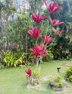 8E40C966 C272 4FD6 BC86 36B25337B445