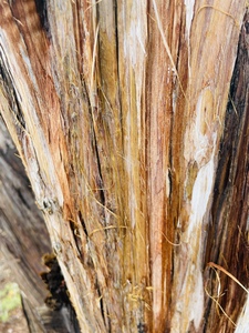 EE6DA0DE 1131 4898 AE05 68D9E13E0572