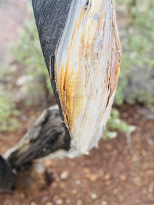 F8AF1925 D95B 4A09 A8B7 3891EF5E07F5