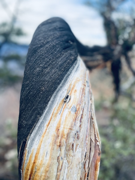 6BBE68EB 1EE1 478F 97FC 4ADC1EBFAC9B Print