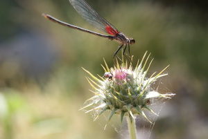 Macro 1