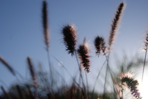 Macro 7