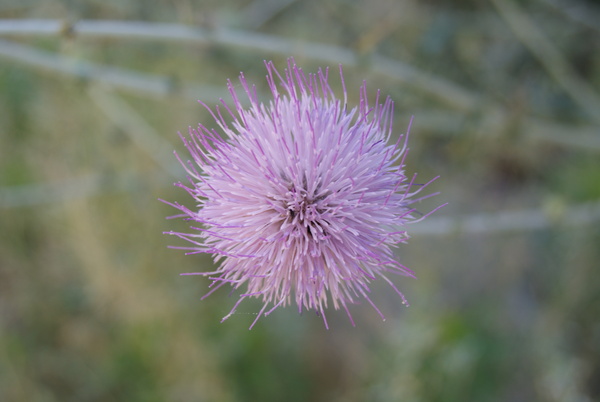 Macro 8 by Dubeyscape