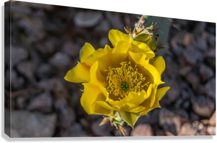 Dessert Flower Canvas Print