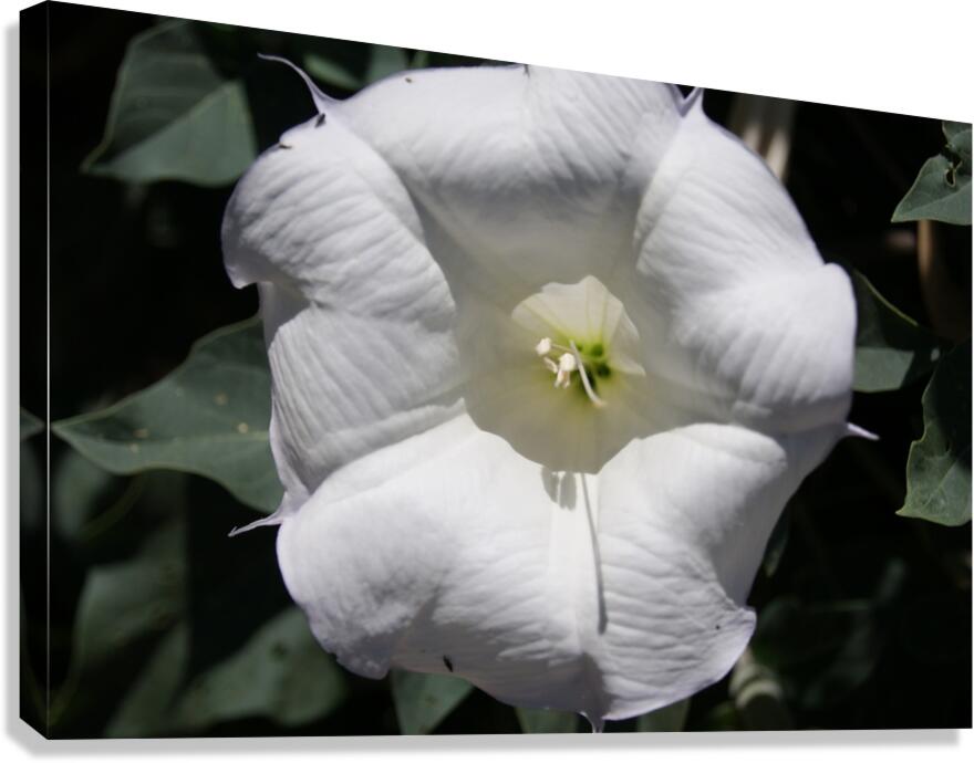 Macro 2 Canvas Print