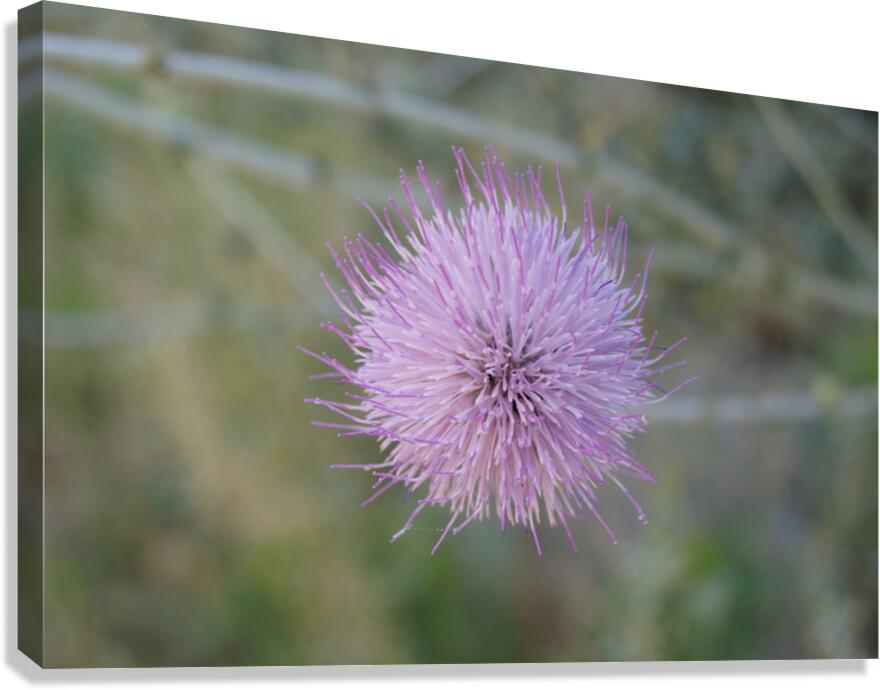 Macro 8 Canvas Print
