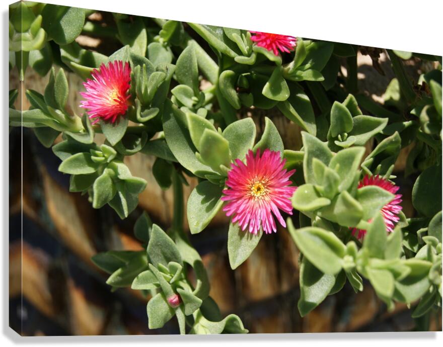 Macro 9 Canvas Print