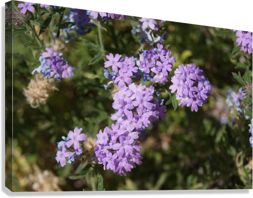 Macro 6 Canvas Print