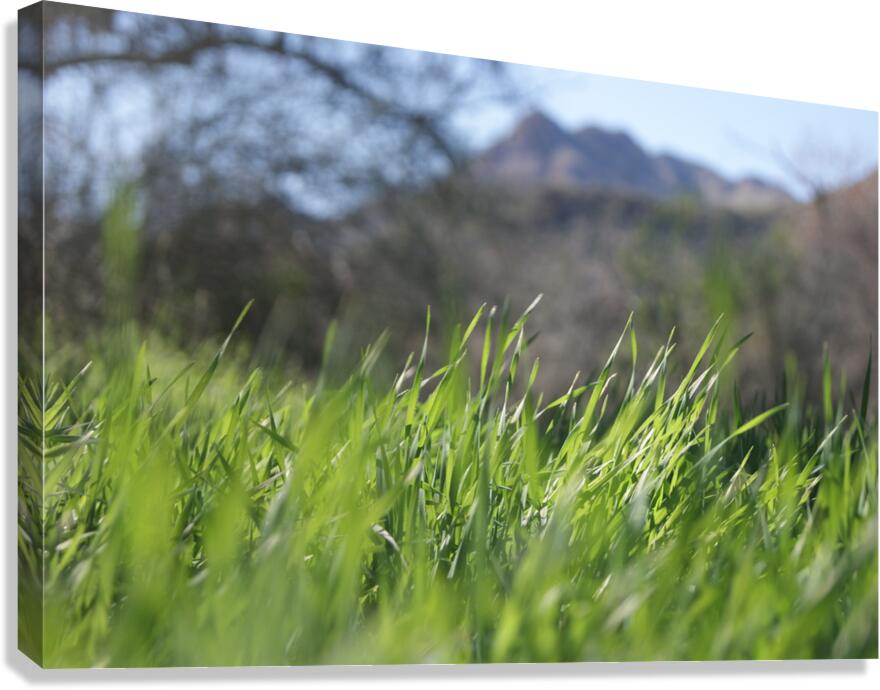 Macro Canvas Print