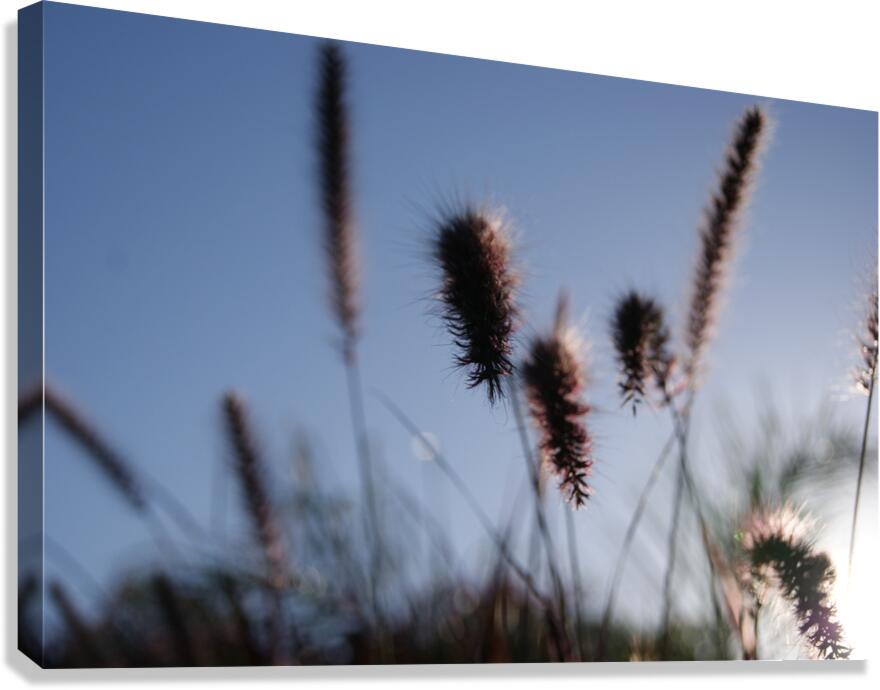 Macro 7 Canvas Print