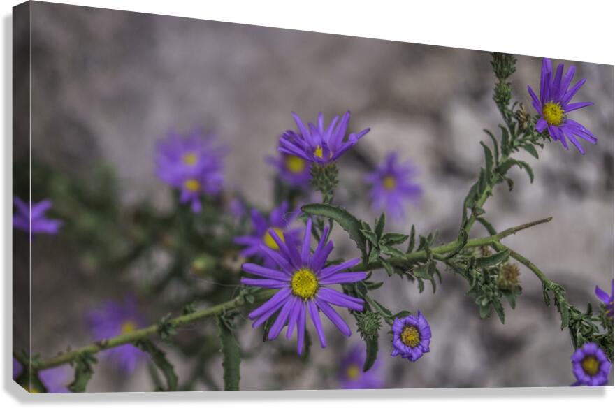 Peralta Trail  Canvas Print