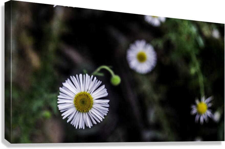 Peralta Trail  Canvas Print