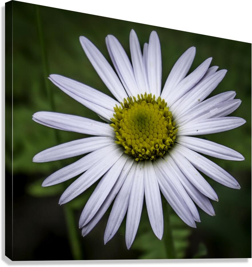 Flower 5 Canvas Print