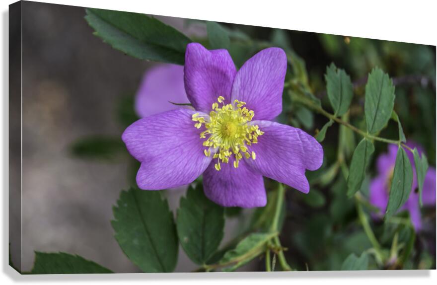 Flower  4 Canvas Print