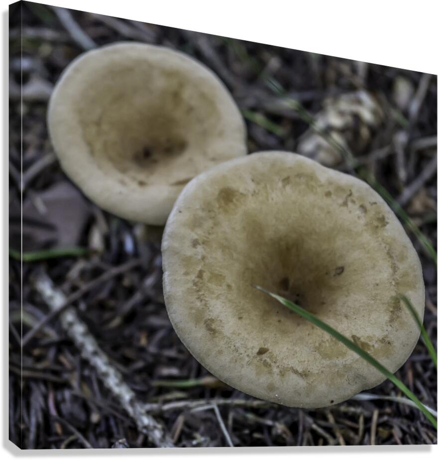 Shroom Canvas Print