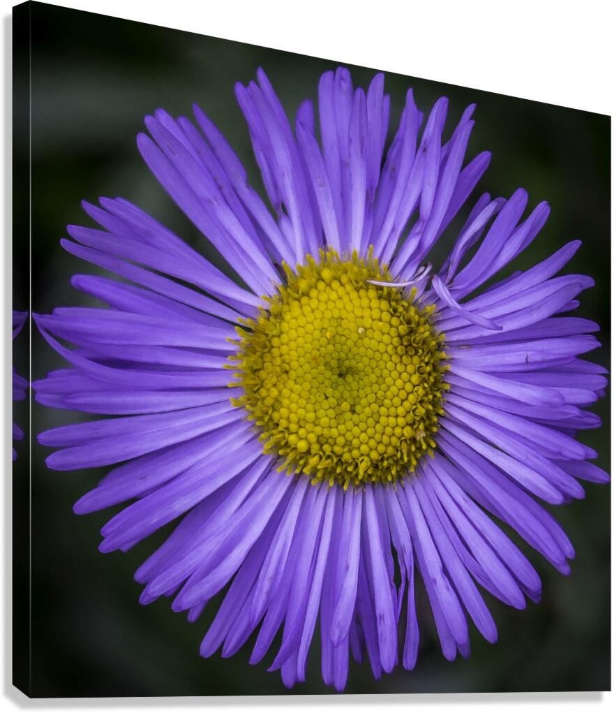 Flower  Canvas Print