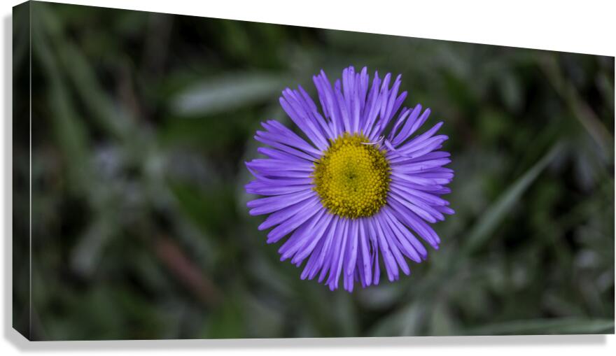Flower 2 Canvas Print