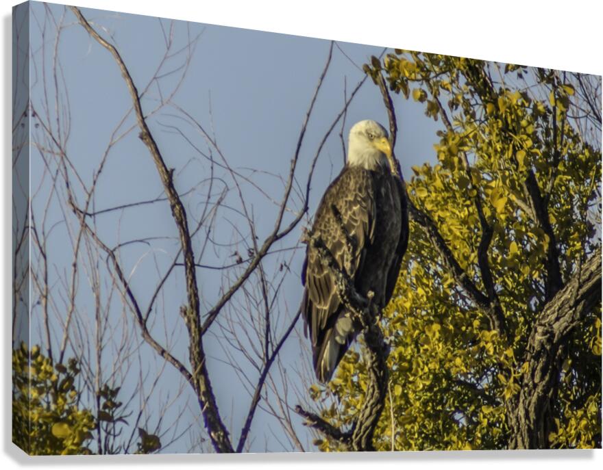 Bald Eagle Canvas Print