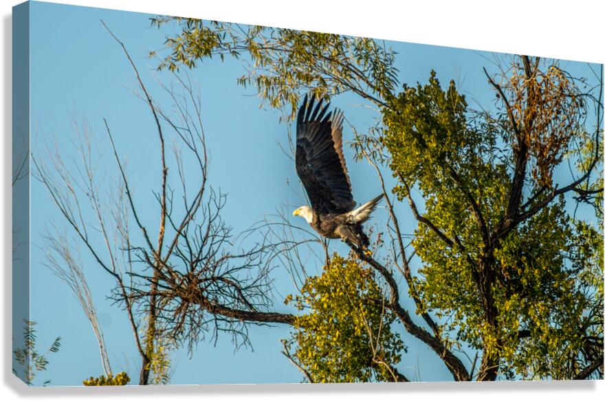 Fly Eagle Fly Canvas Print