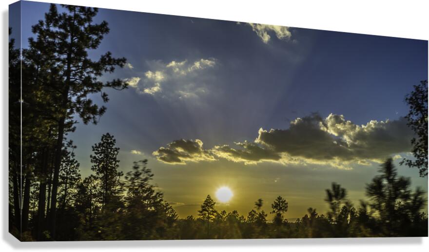 Forest Sunset Canvas Print
