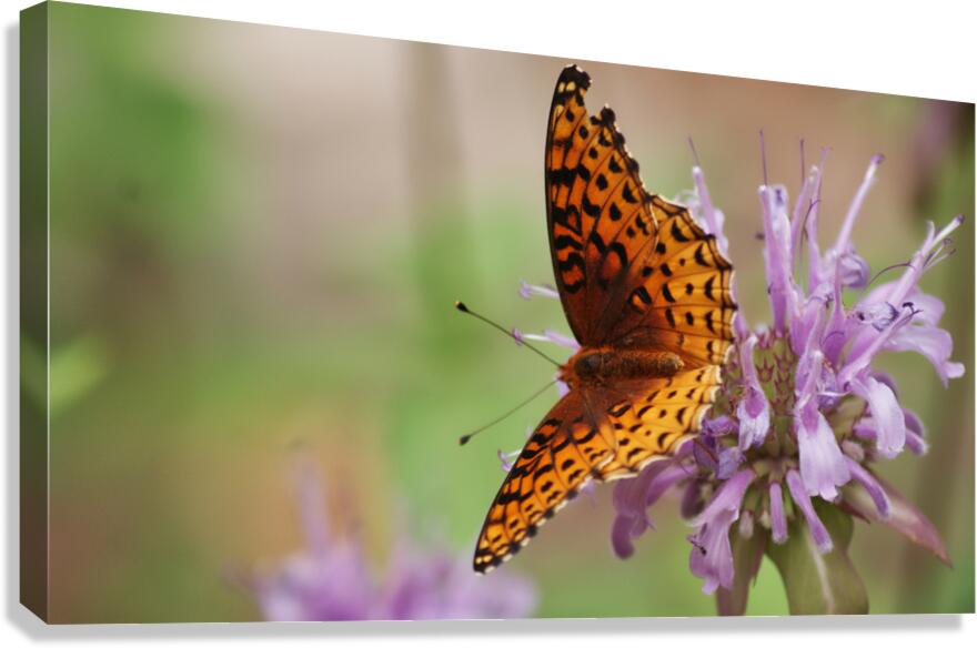 Butterfly 2 Canvas Print