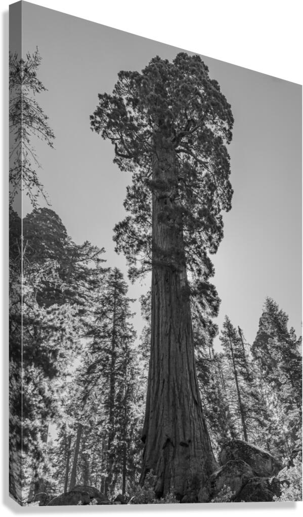 Sequoia NP Canvas Print