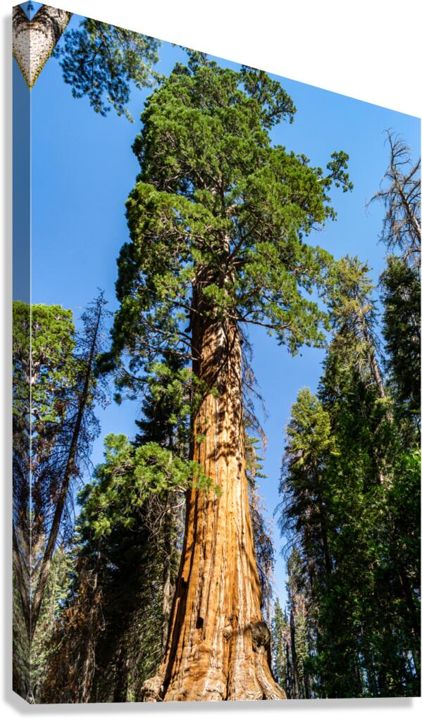 Sequoia NP Canvas Print