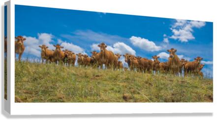 Reincarnation Canvas Print