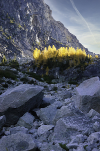 Larch Grove at Asgard Pass