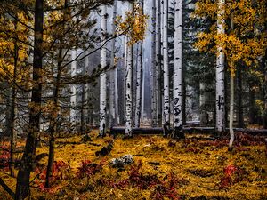 birch trees forest fall fog autumn nature landsca